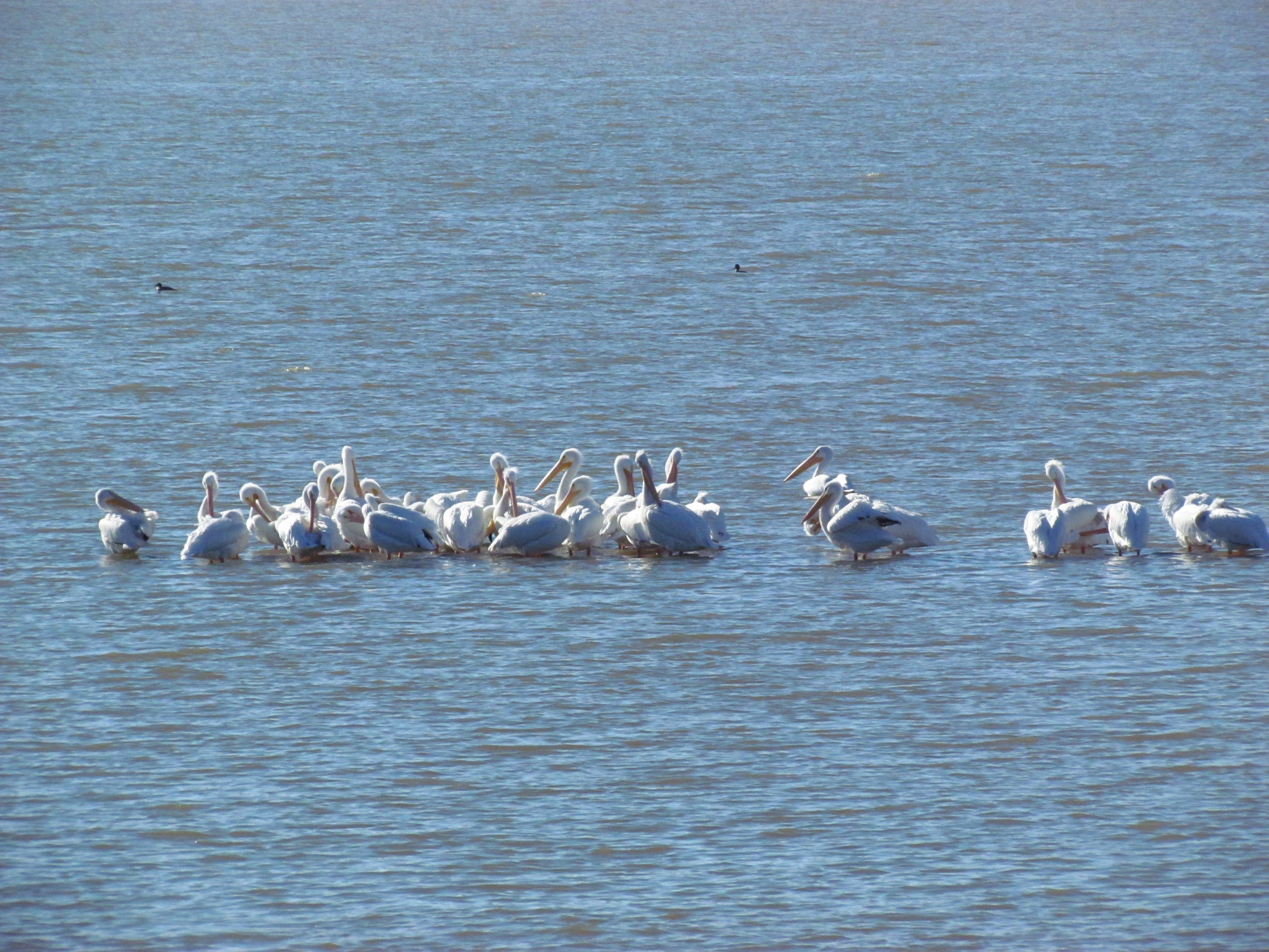 A group of about 30 American white pelicans gathered together on Lake Dardanelle